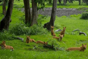 Gurughasidas National Park